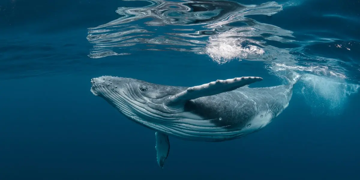 A humpback whale underwater.